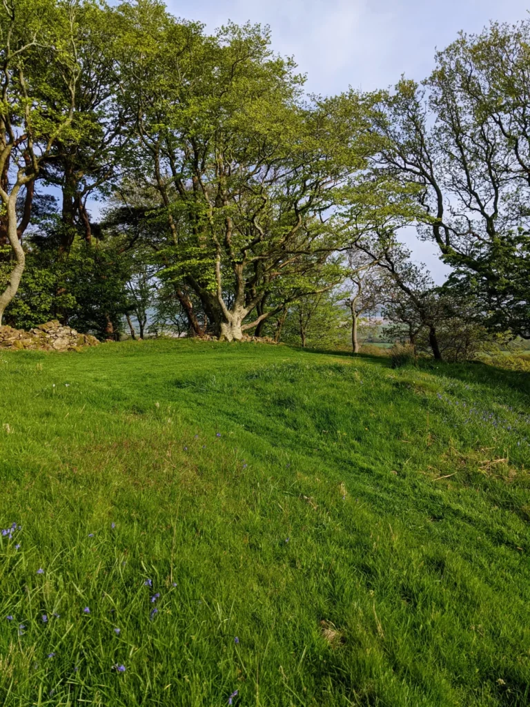 Bluebell