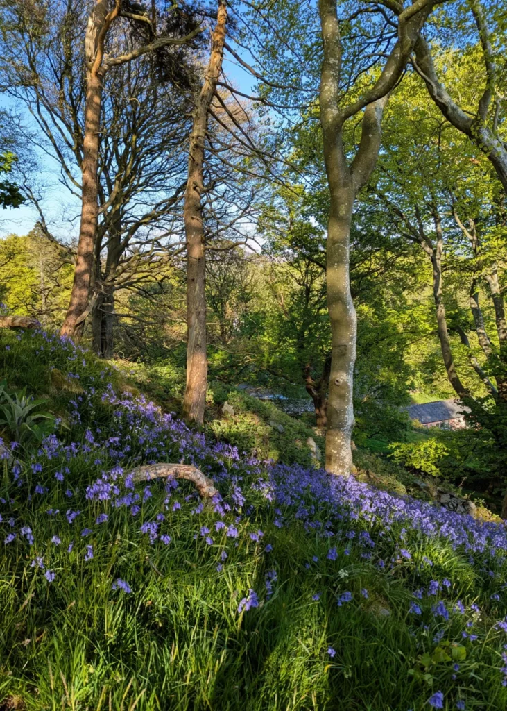 Bluebell