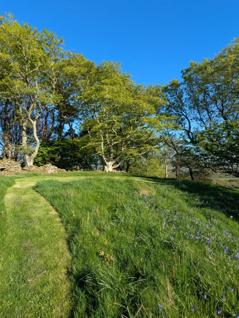 Bluebell