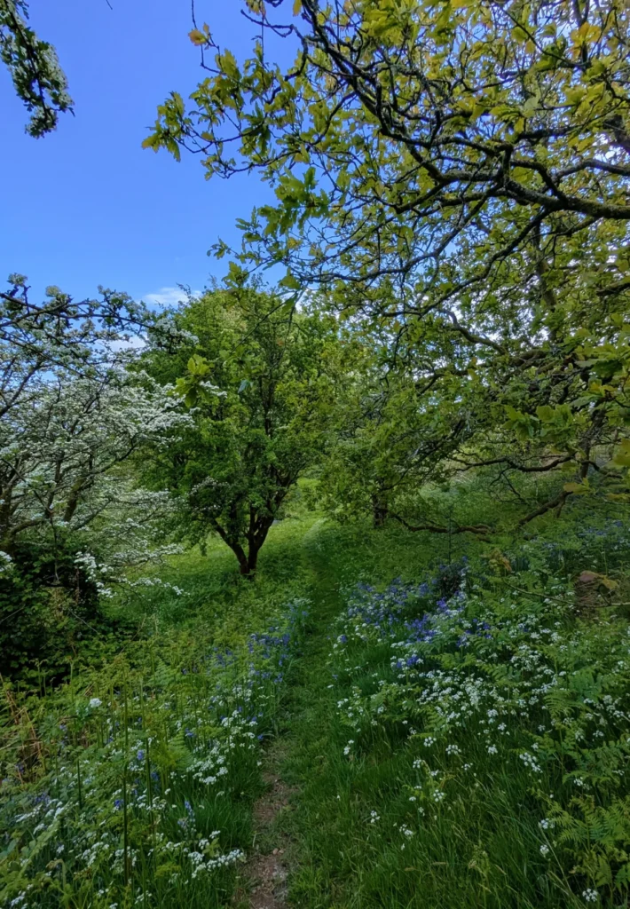 Bluebell