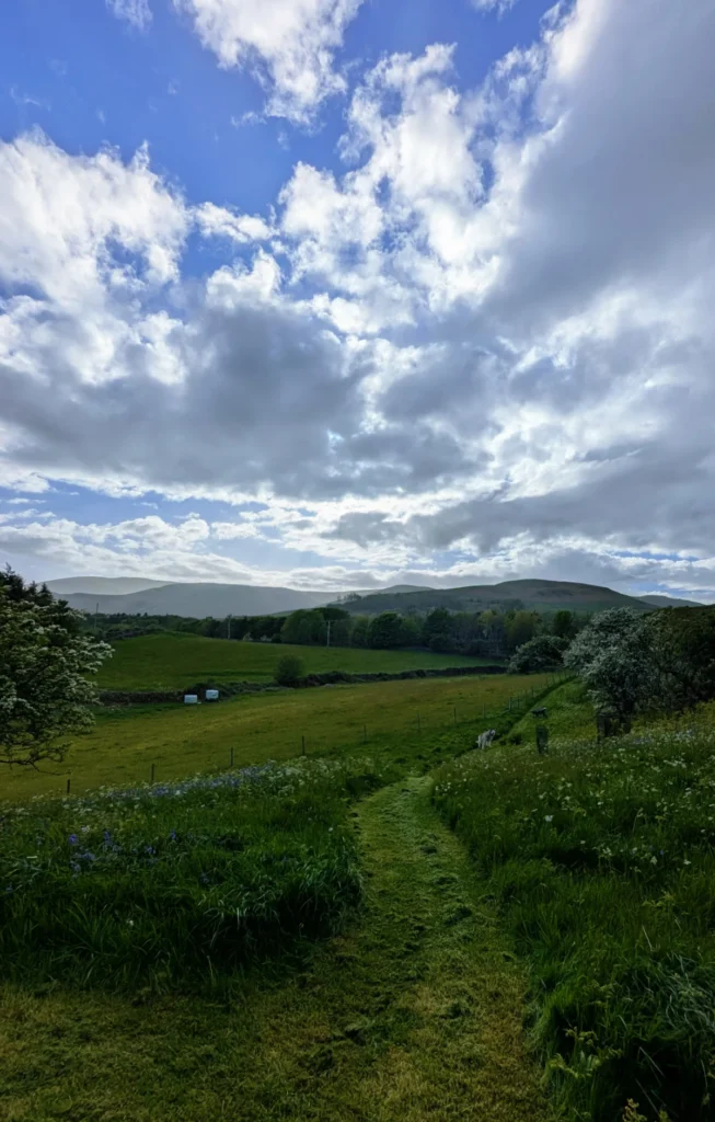 Bluebell
